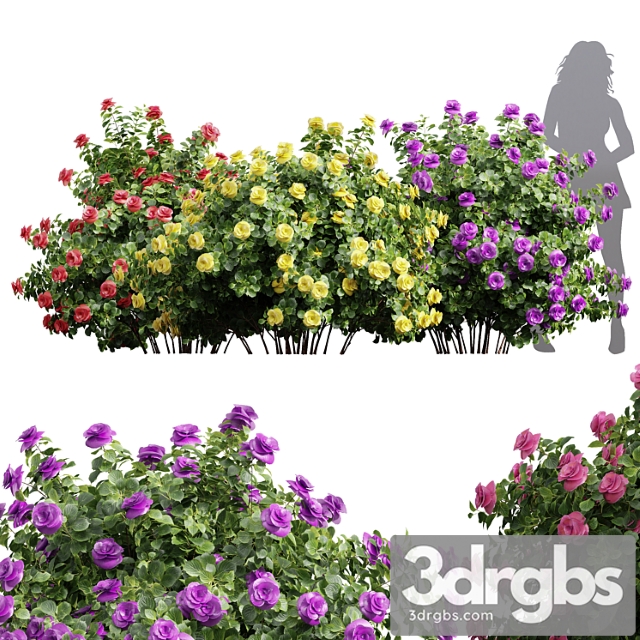 New plant high detail climbing roses bush - thumbnail 1