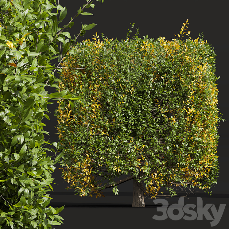 New Plant Ligustrum Quihoui Privet Pruned Box 3DS Max Model - thumbnail 2
