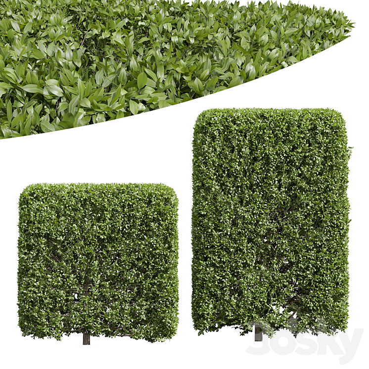 New Plant Ligustrum Quihoui Privet Pruned Box02 3DS Max - thumbnail 1