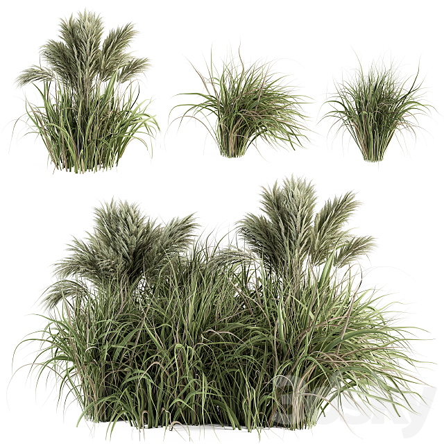 Pampas Bush – Bush Set 21 3DS Max Model - thumbnail 2