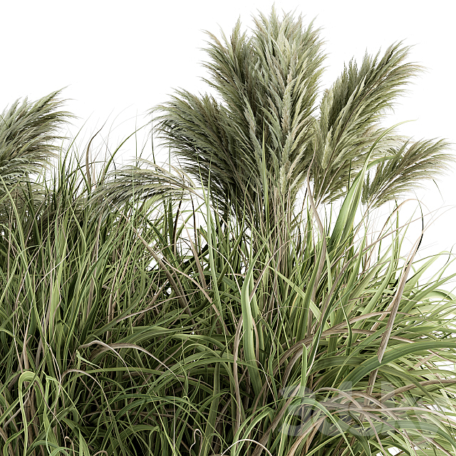 Pampas Bush – Bush Set 21 3DS Max Model - thumbnail 3