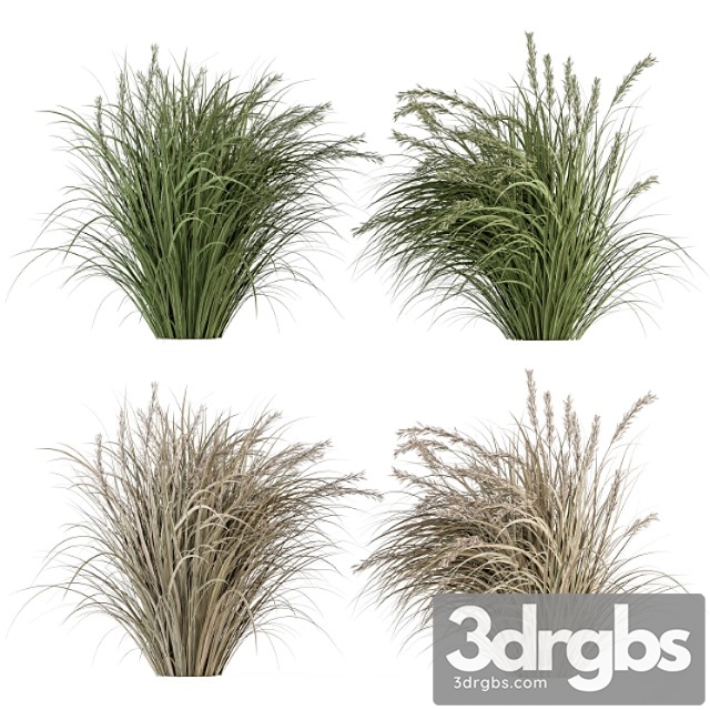 Pampas bush dried and fresh – bush set 42 - thumbnail 1