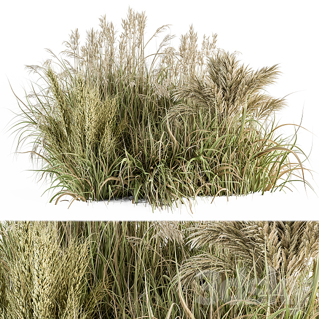 Pampas Bush Dried and Fresh – Bush Set 54 3ds Max - thumbnail 1