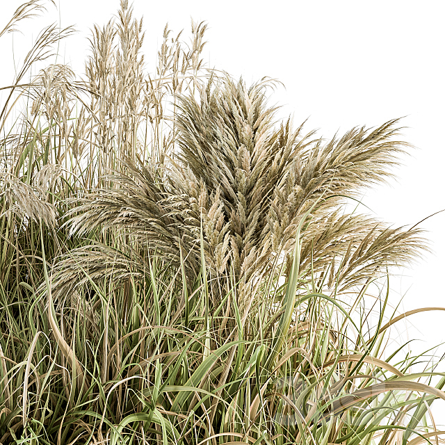 Pampas Bush Dried and Fresh – Bush Set 54 3ds Max - thumbnail 2