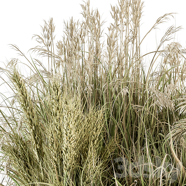 Pampas Bush Dried and Fresh – Bush Set 54 3ds Max - thumbnail 3