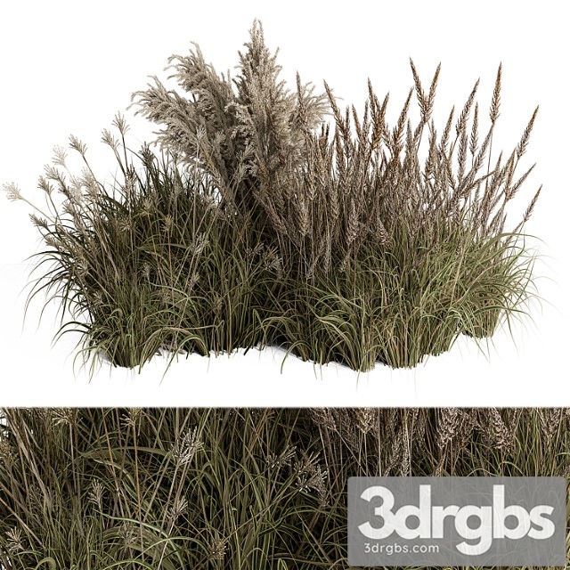 Pampas plant bush set 96 - thumbnail 1