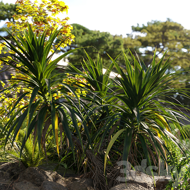 Pandanus amaryllifolius | Pandan leaves | Edible pandan 02 3DS Max Model - thumbnail 2