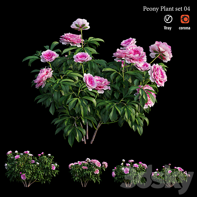 Peony plant set 04 3ds Max - thumbnail 1