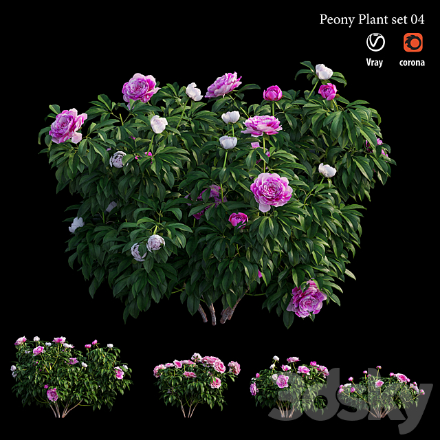 Peony plant set 04 3ds Max - thumbnail 2