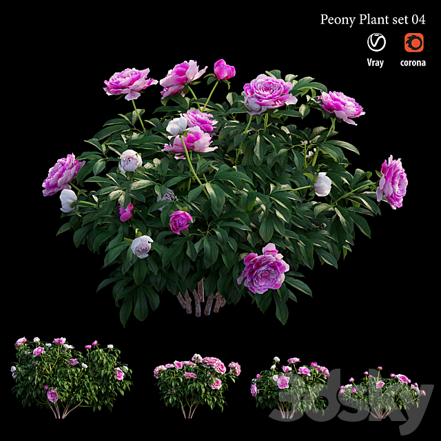 Peony plant set 04 3ds Max - thumbnail 3