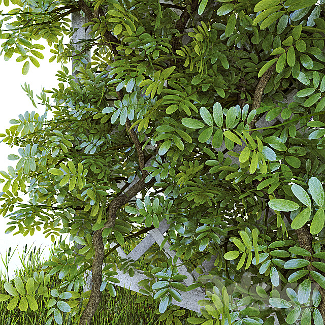 Perennial climbing plant for the garden 3DSMax File - thumbnail 2