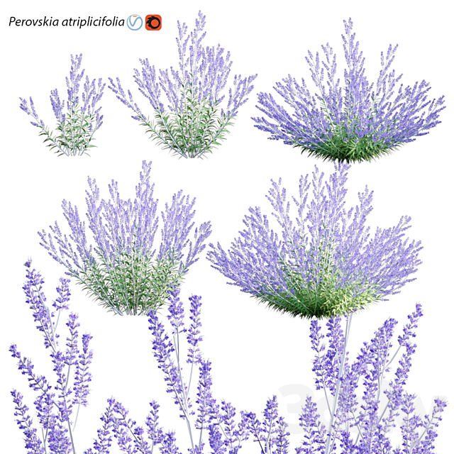 Perovskia atriplicifolia | Russian Sage 3ds Max - thumbnail 1