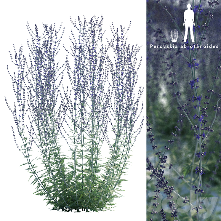 Perovsky wormwood | Perovskia abrotanoides 3DS Max - thumbnail 1