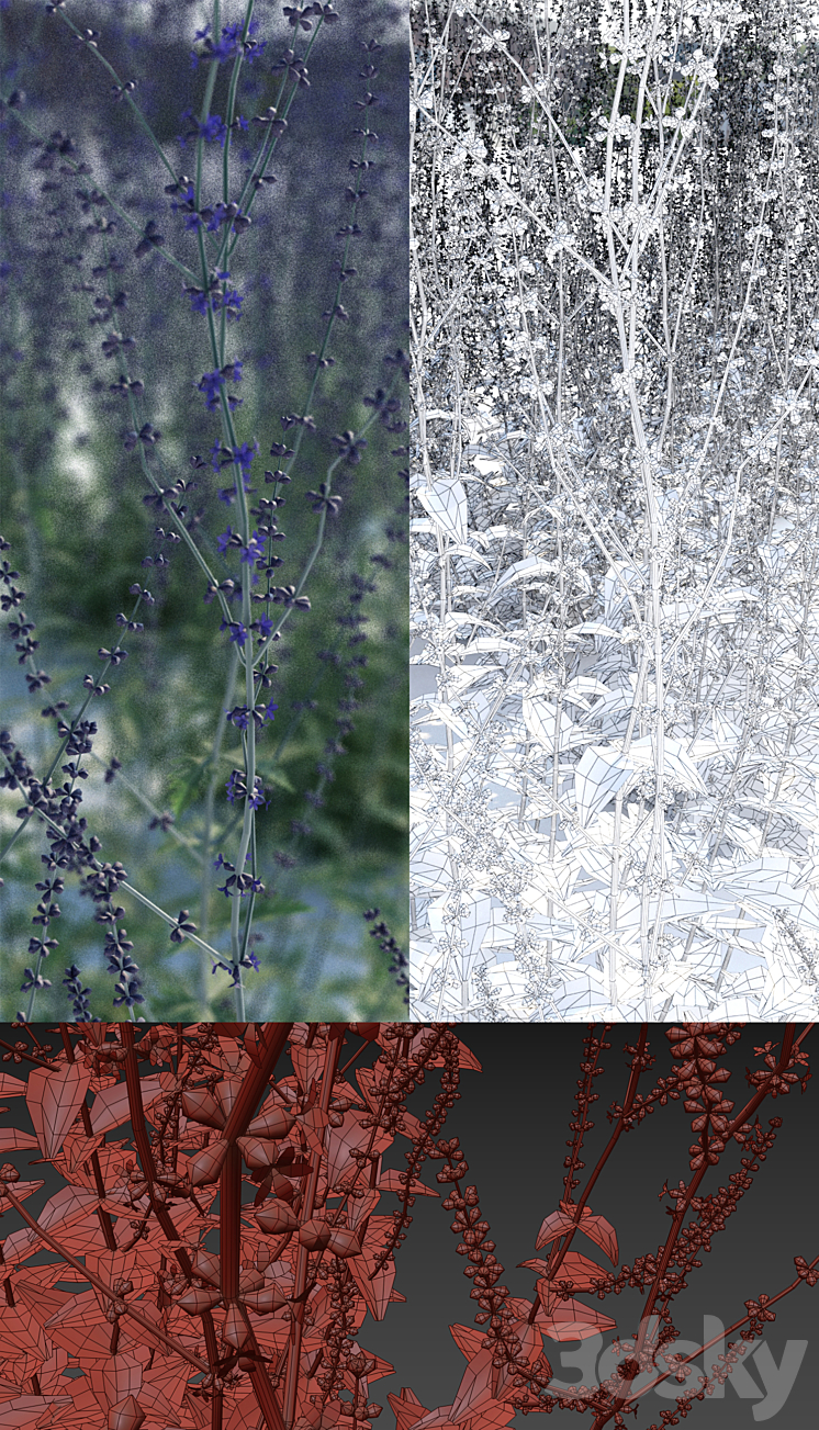 Perovsky wormwood | Perovskia abrotanoides 3DS Max - thumbnail 2