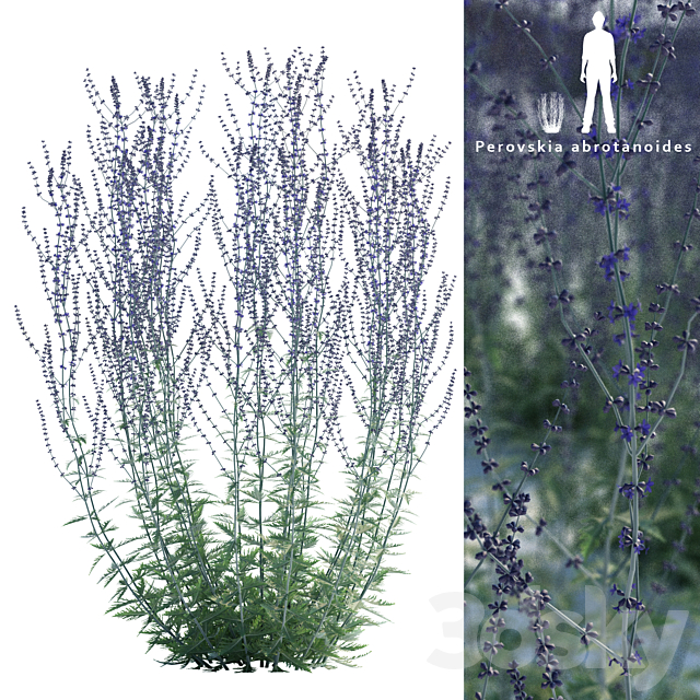 Perovsky wormwood | Perovskia abrotanoides 3DSMax File - thumbnail 1