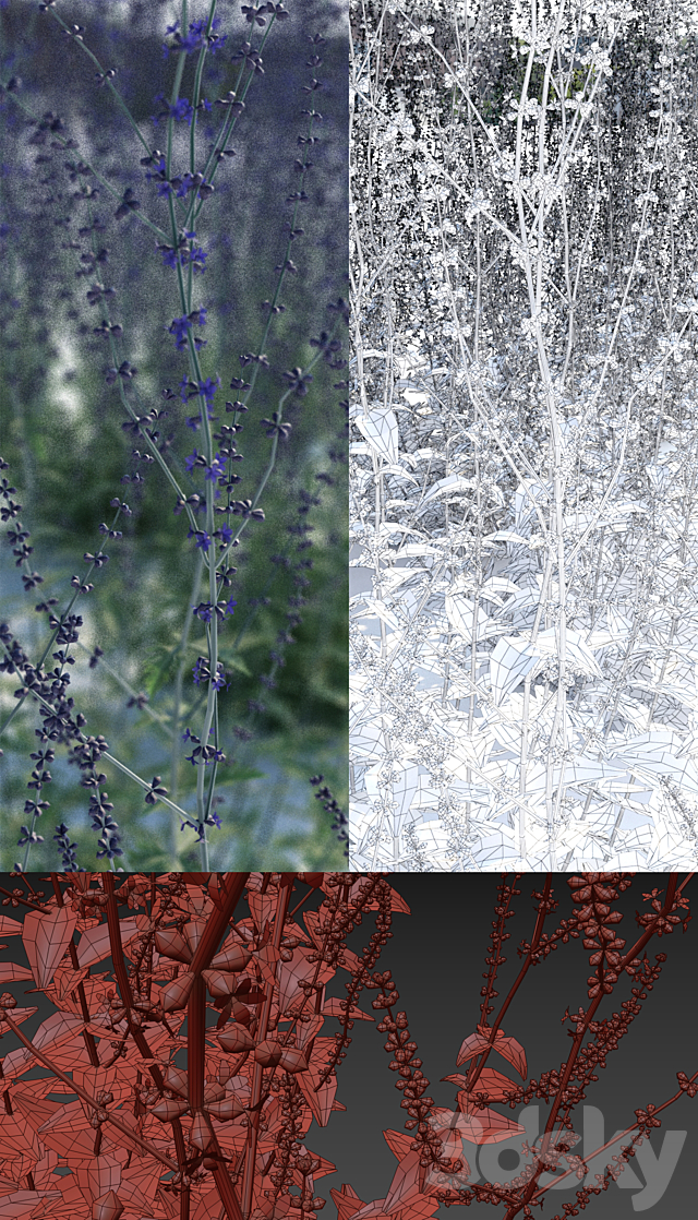 Perovsky wormwood | Perovskia abrotanoides 3DSMax File - thumbnail 2