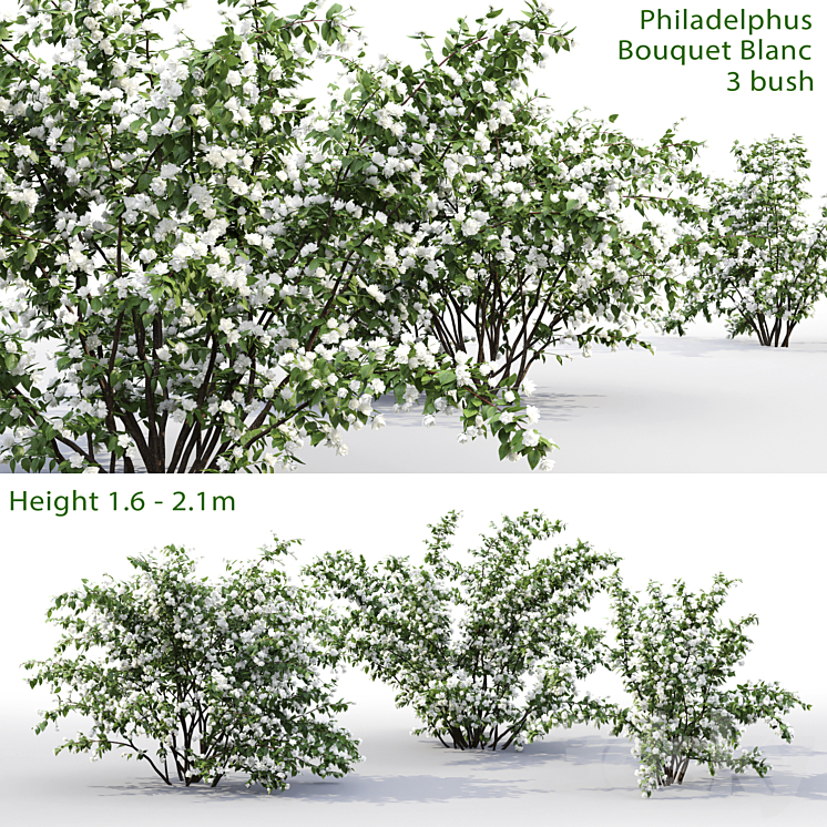 Philadelphus Bouquet Blanc # 1 | Jasmine 3DS Max - thumbnail 1