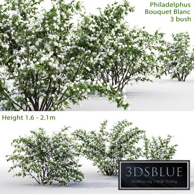 Philadelphus Bouquet Blanc # 1 | Jasmine 3DS Max - thumbnail 3