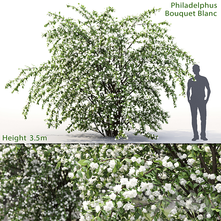 Philadelphus Bouquet Blanc # 2 | Jasmine 3DS Max - thumbnail 1