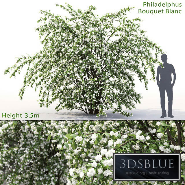 Philadelphus Bouquet Blanc # 2 | Jasmine 3DS Max - thumbnail 3