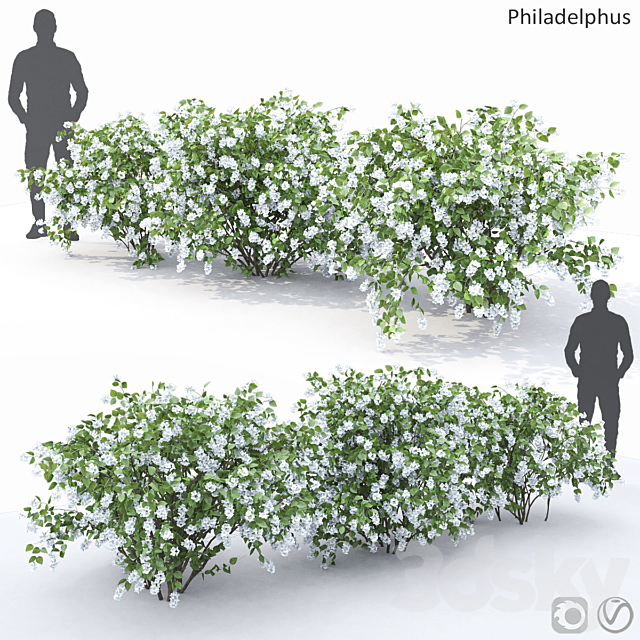 Philadelphus (shrub) 3DSMax File - thumbnail 1