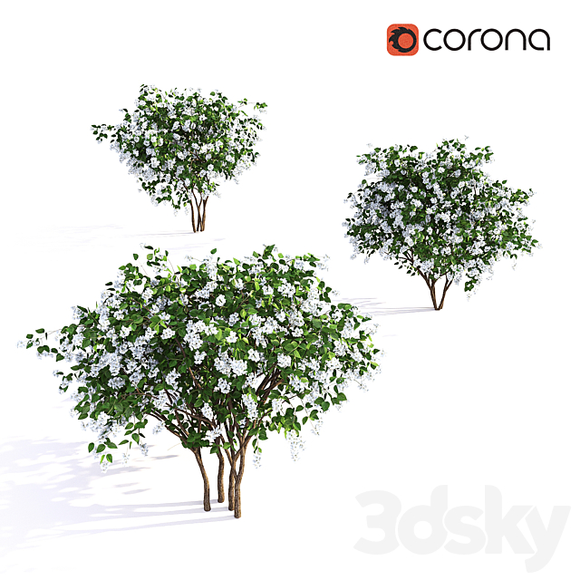 Philadelphus (shrub) 3DSMax File - thumbnail 2