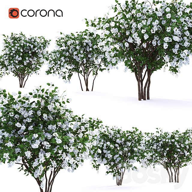 Philadelphus (shrub) 3DSMax File - thumbnail 3