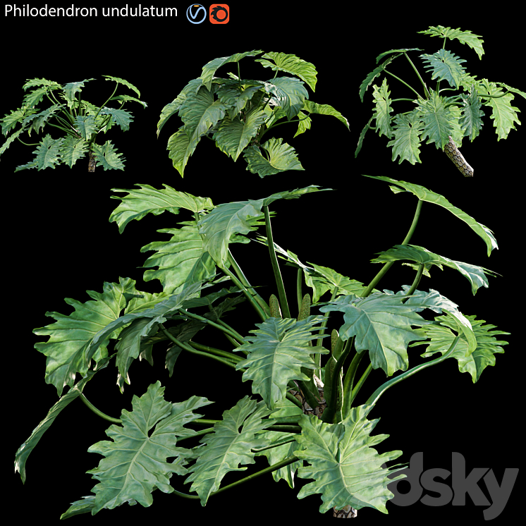 Philodendron undulatum – 02 3DS Max Model - thumbnail 3