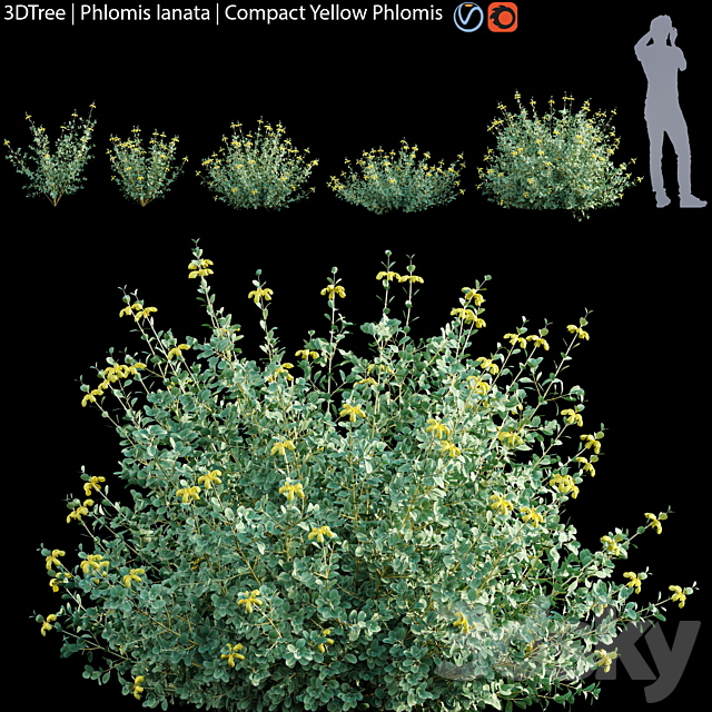 Phlomis lanata | Compact yellow phlomis 3ds Max - thumbnail 1