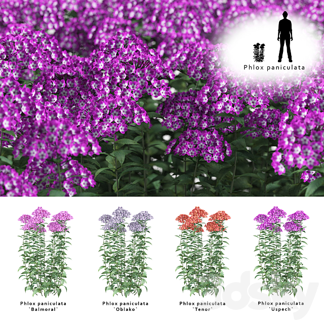 Phlox minnow shrub | Phlox paniculata 3DSMax File - thumbnail 1