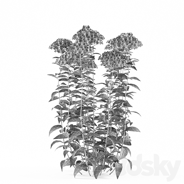 Phlox minnow shrub | Phlox paniculata 3DSMax File - thumbnail 2