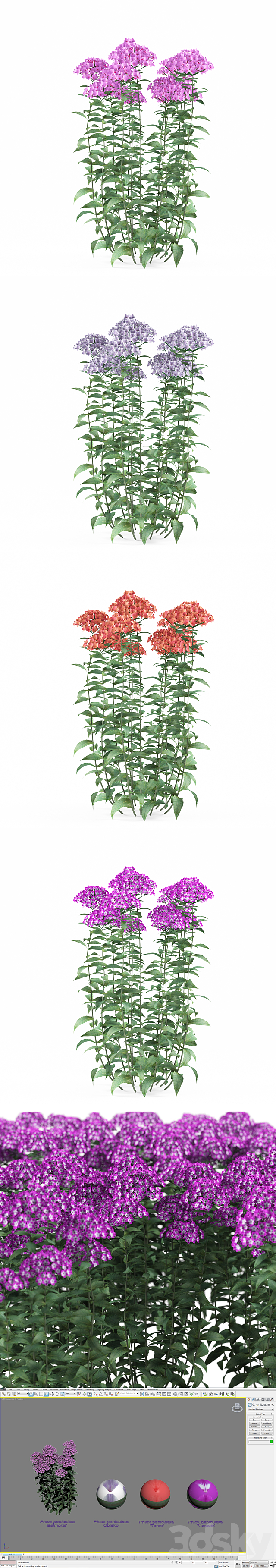 Phlox minnow shrub | Phlox paniculata 3DSMax File - thumbnail 3