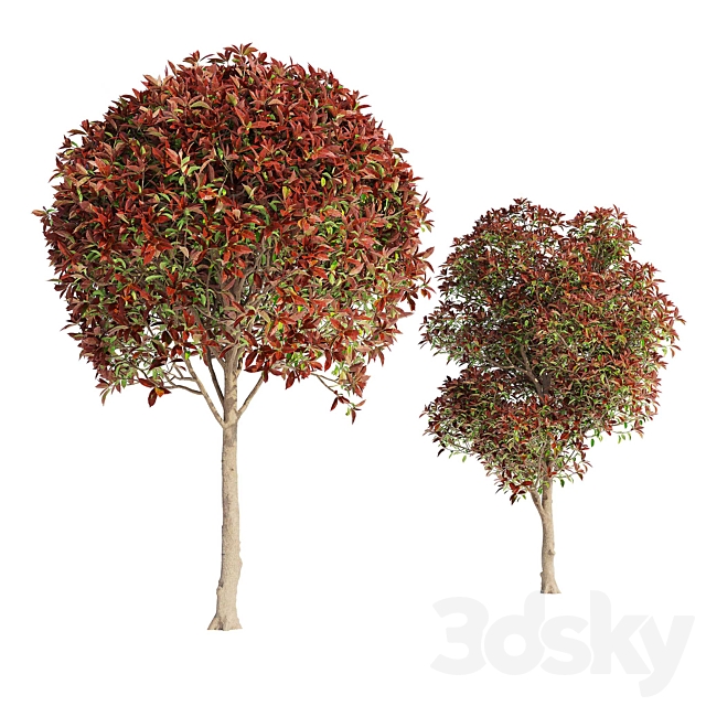 Photinia fraseri Red Robin (Photinia fraseri Red Robin) 3DS Max Model - thumbnail 2