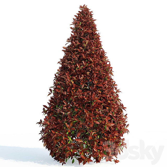 Photinia fraseri Red Robin (Photinia fraseri Red Robin) 3DS Max Model - thumbnail 3