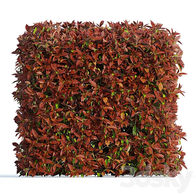 Photinia fraseri Red Robin (Photinia fraseri Red Robin) 3DS Max Model - thumbnail 4