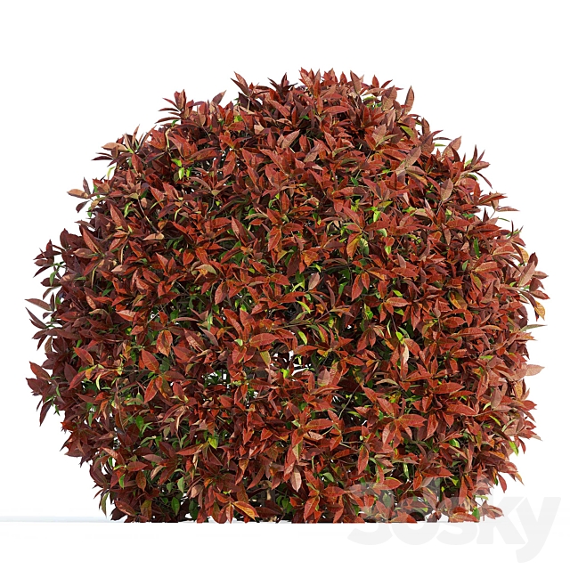 Photinia fraseri Red Robin (Photinia fraseri Red Robin) 3DS Max Model - thumbnail 5