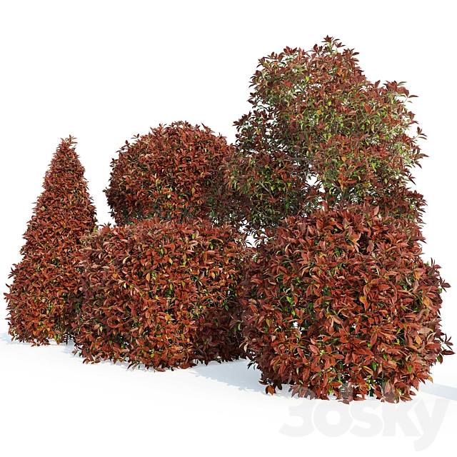 Photinia fraseri Red Robin (Photinia fraseri Red Robin) 3DS Max Model - thumbnail 6