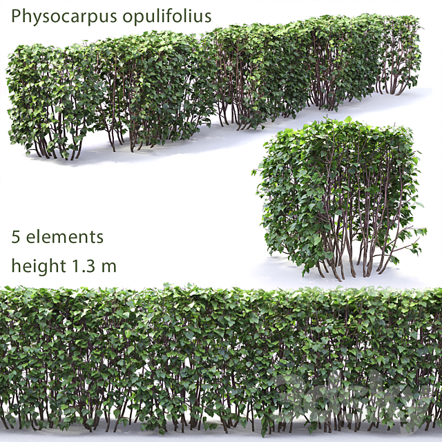 Physocarpus hedge # 1 3DSMax File - thumbnail 1