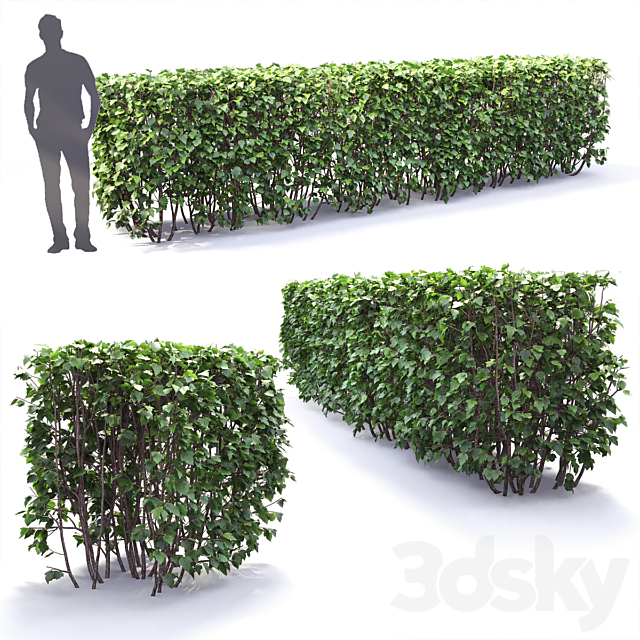 Physocarpus hedge # 1 3DSMax File - thumbnail 3