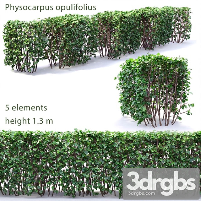 Physocarpus hedge - thumbnail 1