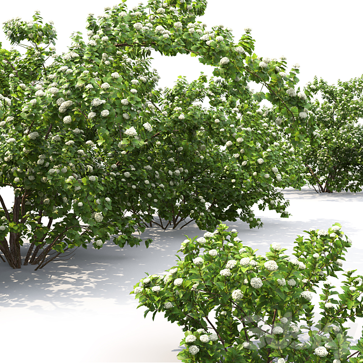 Physocarpus opulifolius # 1 3DS Max - thumbnail 2