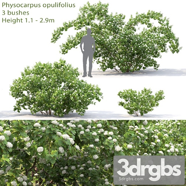 Physocarpus opulifolius - thumbnail 1