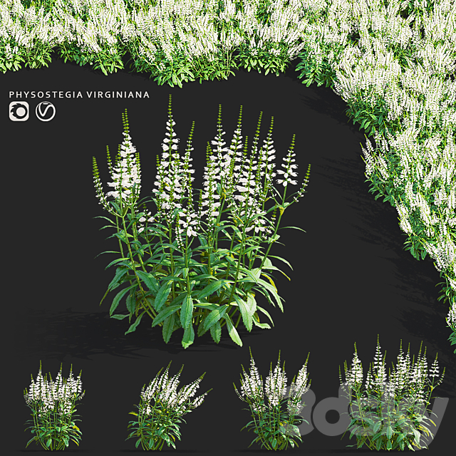 Physostegia virginiana white flowers | Physostegia virginiana 3ds Max - thumbnail 1