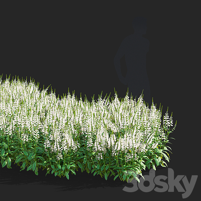 Physostegia virginiana white flowers | Physostegia virginiana 3ds Max - thumbnail 3