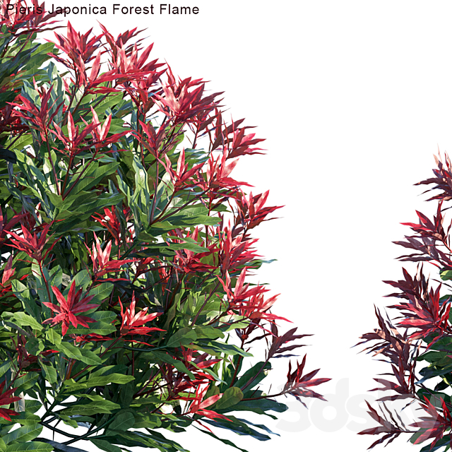 Pieris Japonica Forest Flame 3DS Max Model - thumbnail 2