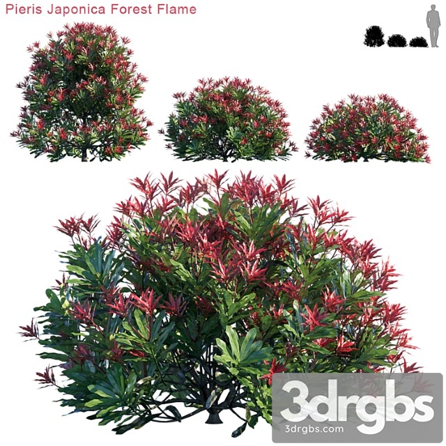 Pieris japonica forest flame - thumbnail 1