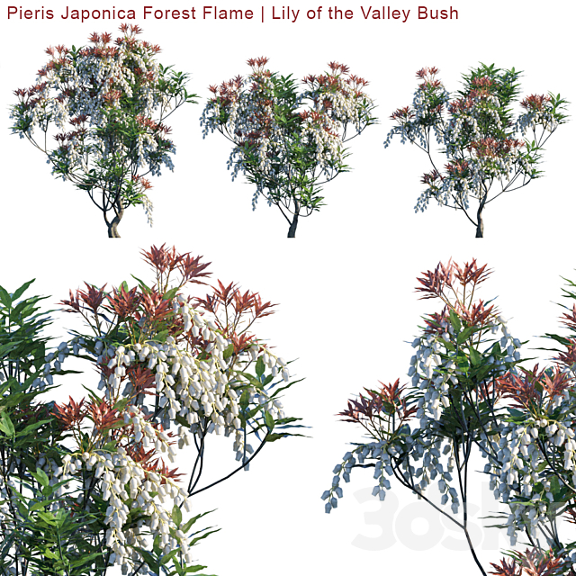 Pieris Japonica Forest Flame | Lily of the valley bush 3ds Max - thumbnail 1