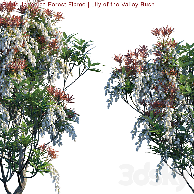 Pieris Japonica Forest Flame | Lily of the valley bush 3ds Max - thumbnail 2