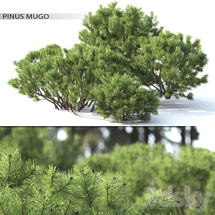 Pine 3DS Max - thumbnail 1