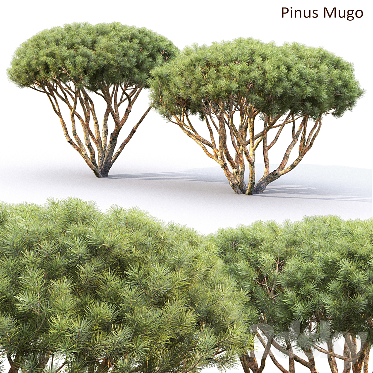 Pine 3DS Max - thumbnail 1